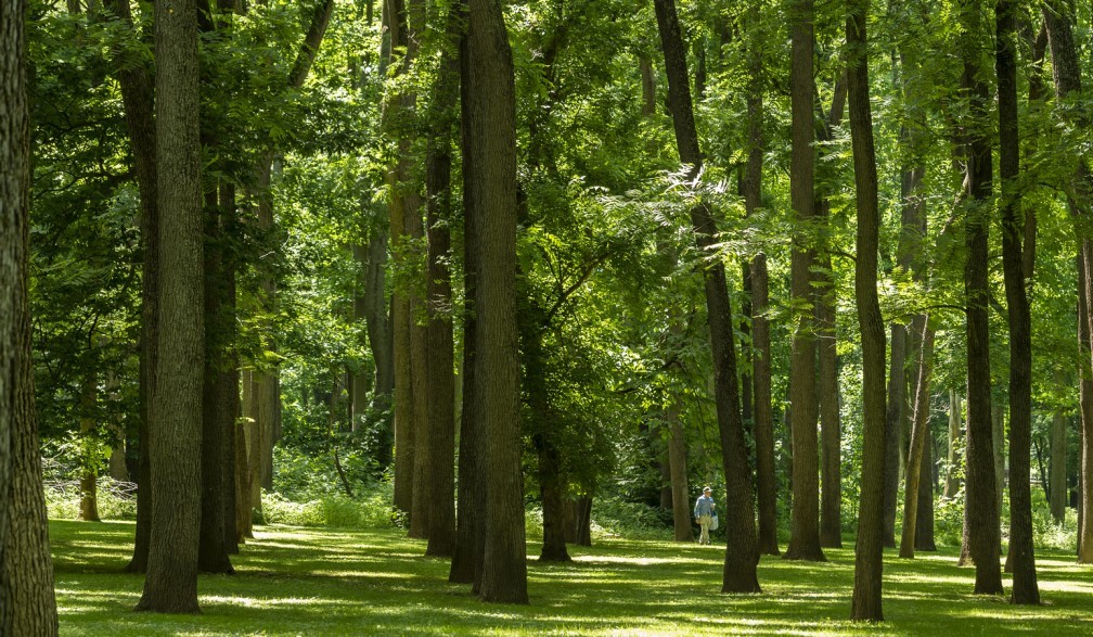 1935 Blennerhassett Black Walnut Trees