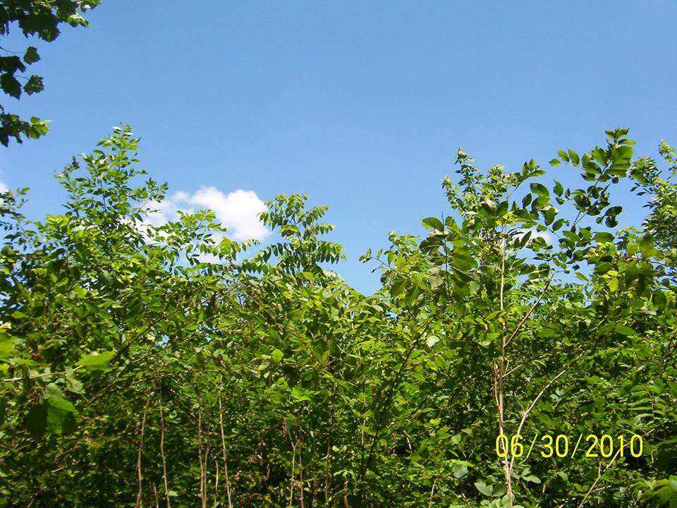 Slide5.JPG