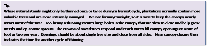 Text Box: Tip:
Where natural stands might only be thinned once or twice during a harvest cycle, plantations normally contain more valuable trees and are more intensely managed.    We are farming sunlight, so it is wise to keep the canopy nearly intact most of the time.  Too heavy a thinning creates large holes in the canopy that are slow to close and help grow weeds and epicormic sprouts.  The crowns of saved trees respond and reach out to fill canopy openings at a rate of foot or two per year.  Openings should be about single tree size and close from all sides.   Near canopy closure then indicates the time for another cycle of thinning. 
